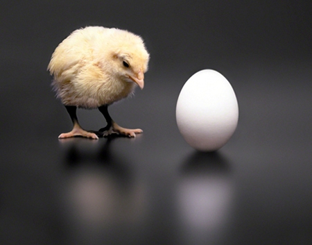The Paradox of the Chicken or the Egg: Which came first, the chicken or the egg?