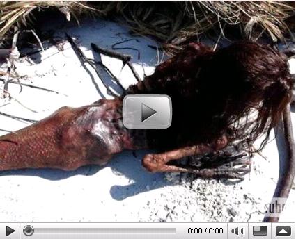 Dead Mermaid Video
